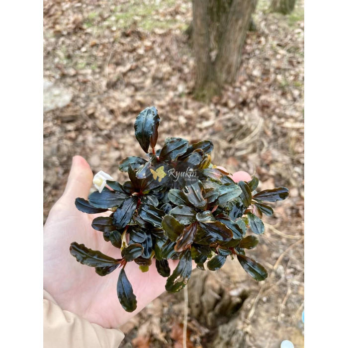 Bucephalandra sp. Hades купить в интернет магазине Ryukin
